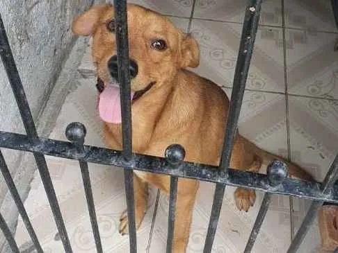 Cachorro ra a SRD idade 1 ano nome BORIS