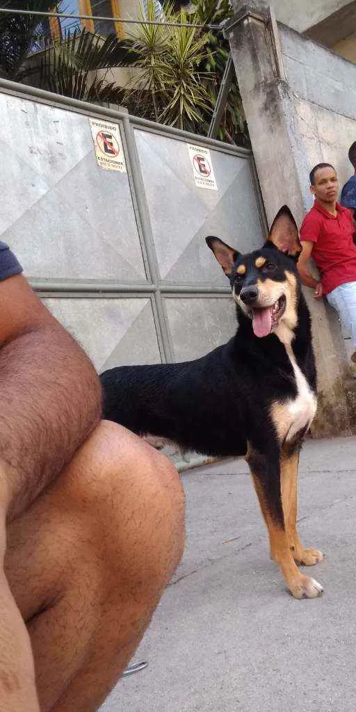 Cachorro ra a Misto, labrador com viralata idade 1 ano nome Thor