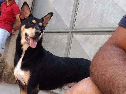 Cachorro ra a Misto, labrador com viralata idade 1 ano nome Thor