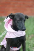 Leticia