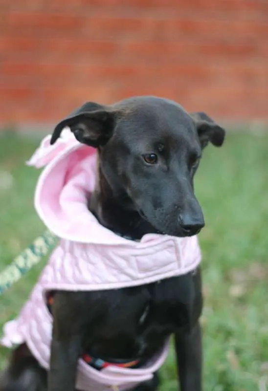 Cachorro ra a SRD idade 7 a 11 meses nome Leticia