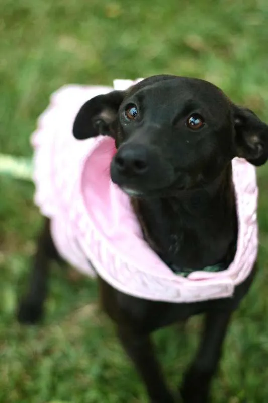 Cachorro ra a SRD idade 7 a 11 meses nome Leticia