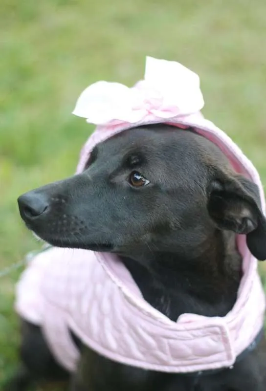 Cachorro ra a SRD idade 7 a 11 meses nome Leticia