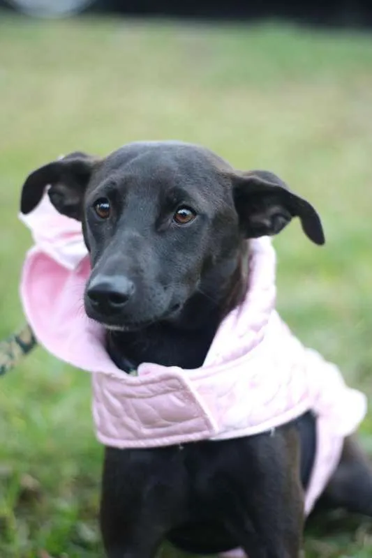 Cachorro ra a SRD idade 7 a 11 meses nome Leticia