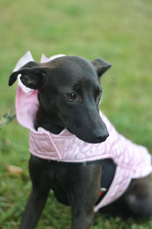Cachorro ra a SRD idade 7 a 11 meses nome Leticia