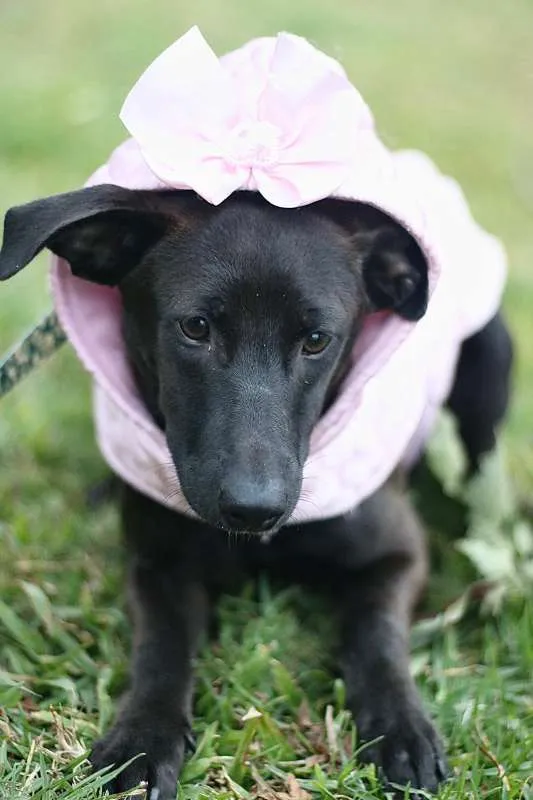 Cachorro ra a SRD idade 7 a 11 meses nome Leticia