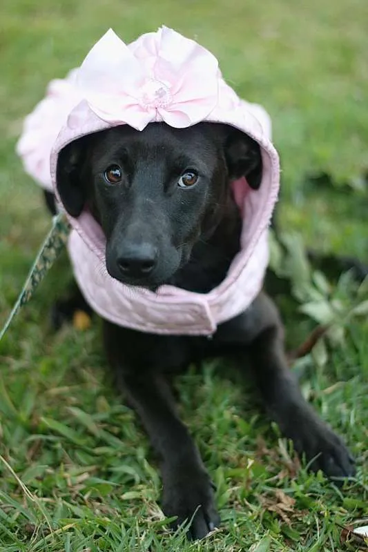 Cachorro ra a SRD idade 7 a 11 meses nome Leticia