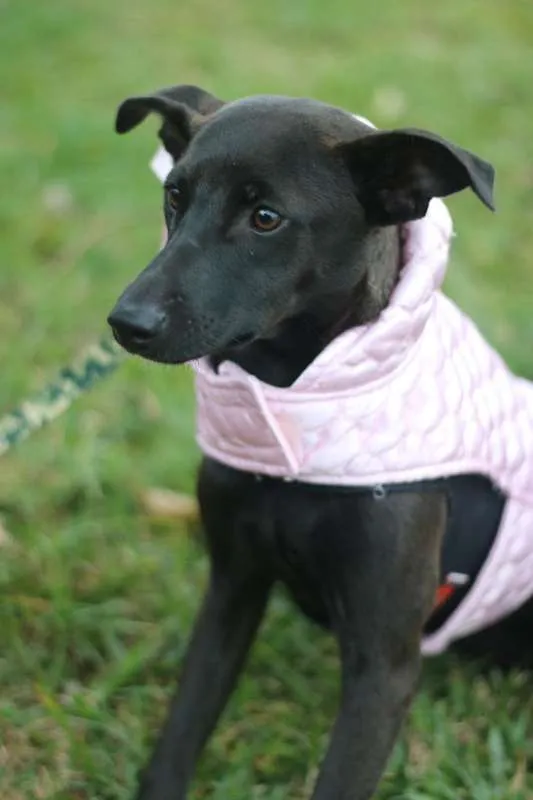 Cachorro ra a SRD idade 7 a 11 meses nome Leticia