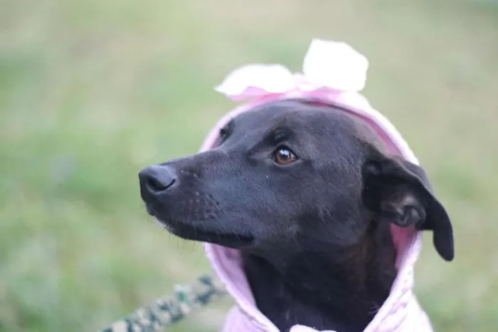 Cachorro ra a SRD idade 7 a 11 meses nome Leticia
