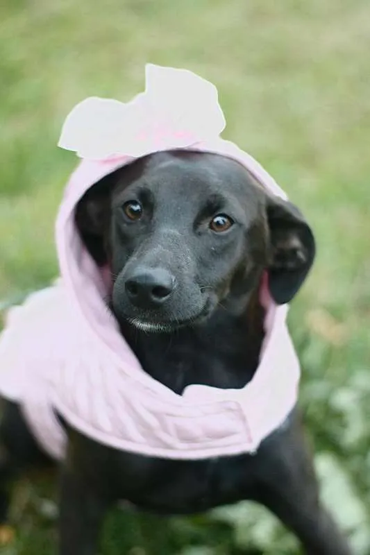 Cachorro ra a SRD idade 7 a 11 meses nome Leticia