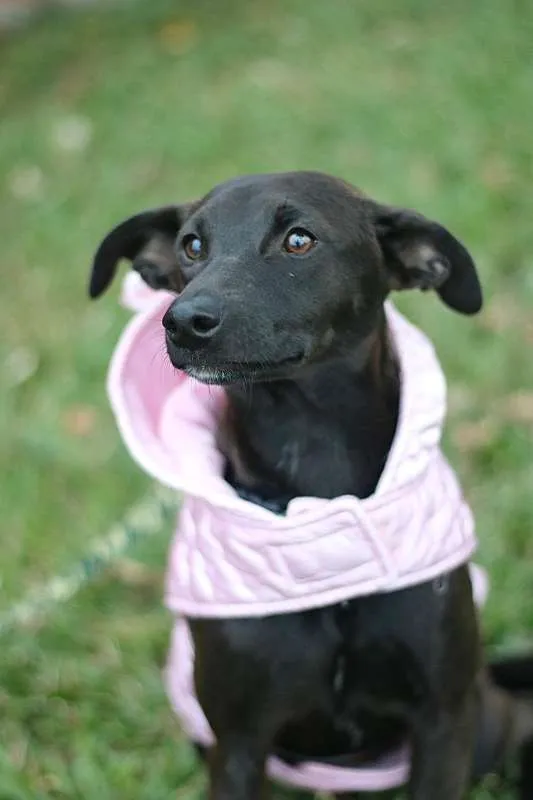 Cachorro ra a SRD idade 7 a 11 meses nome Leticia
