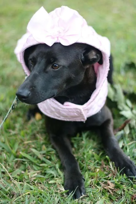 Cachorro ra a SRD idade 7 a 11 meses nome Leticia