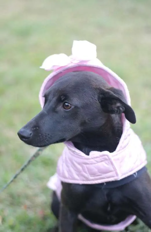 Cachorro ra a SRD idade 7 a 11 meses nome Leticia