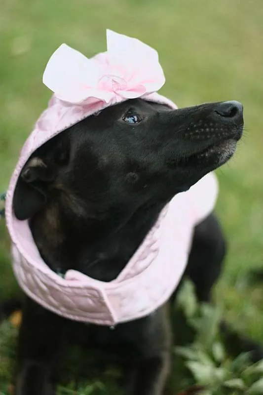Cachorro ra a SRD idade 7 a 11 meses nome Leticia