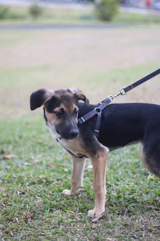 Cachorro ra a SRD idade 2 a 6 meses nome Beko