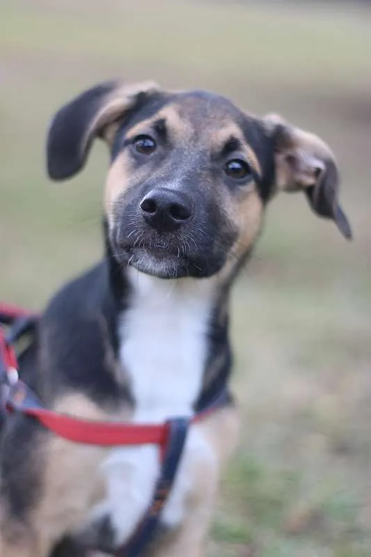 Cachorro ra a SRD idade 2 a 6 meses nome Beko