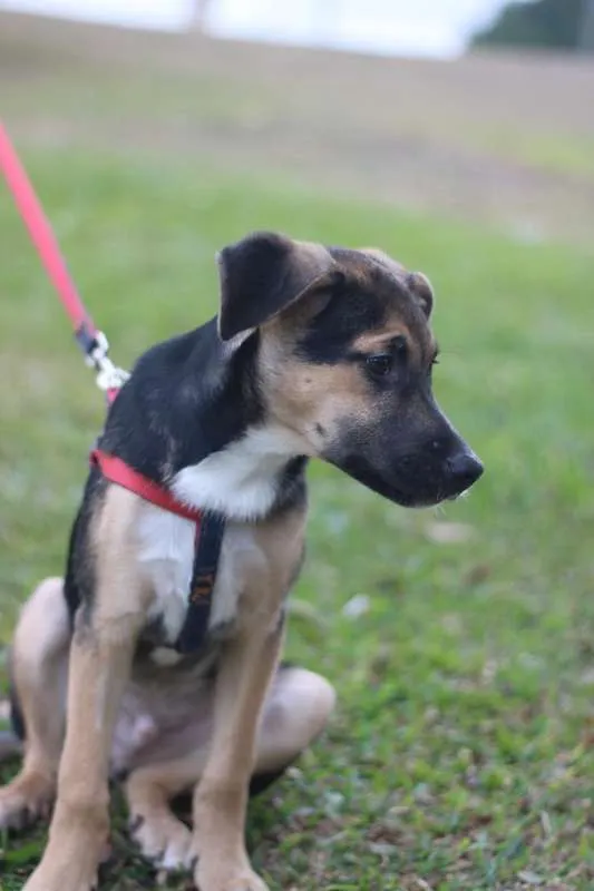 Cachorro ra a SRD idade 2 a 6 meses nome Beko