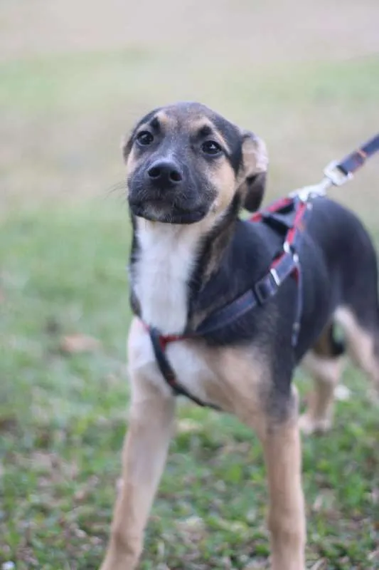 Cachorro ra a SRD idade 2 a 6 meses nome Beko