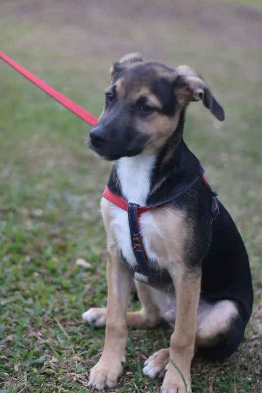 Cachorro ra a SRD idade 2 a 6 meses nome Beko