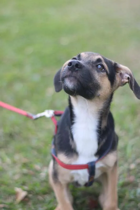 Cachorro ra a SRD idade 2 a 6 meses nome Beko