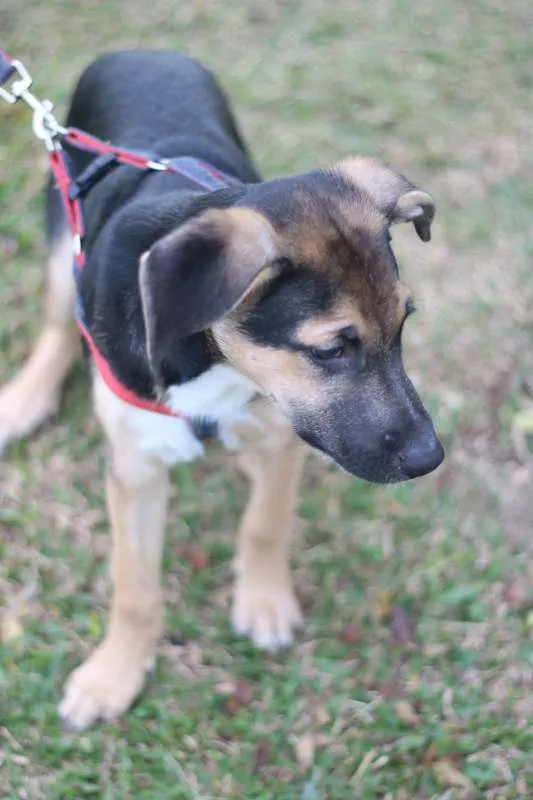 Cachorro ra a SRD idade 2 a 6 meses nome Beko