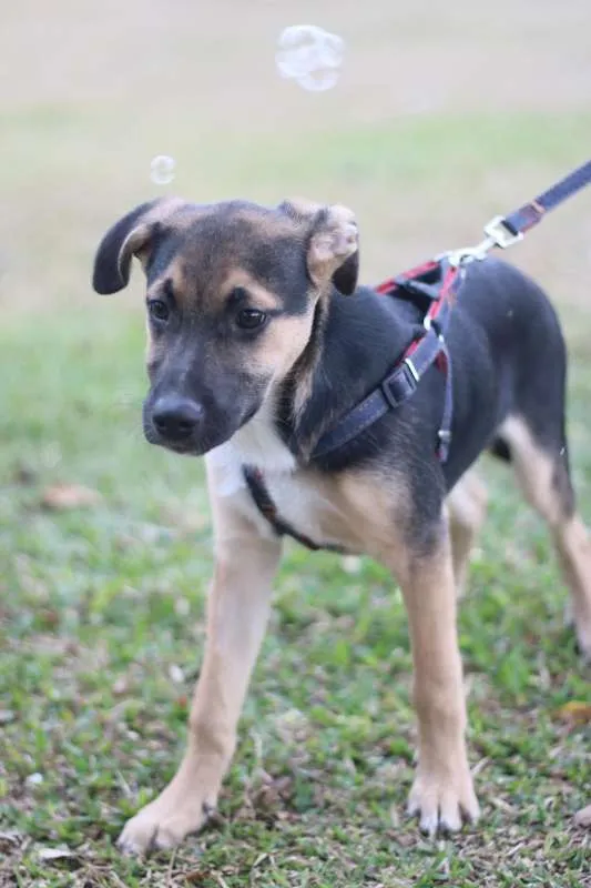 Cachorro ra a SRD idade 2 a 6 meses nome Beko