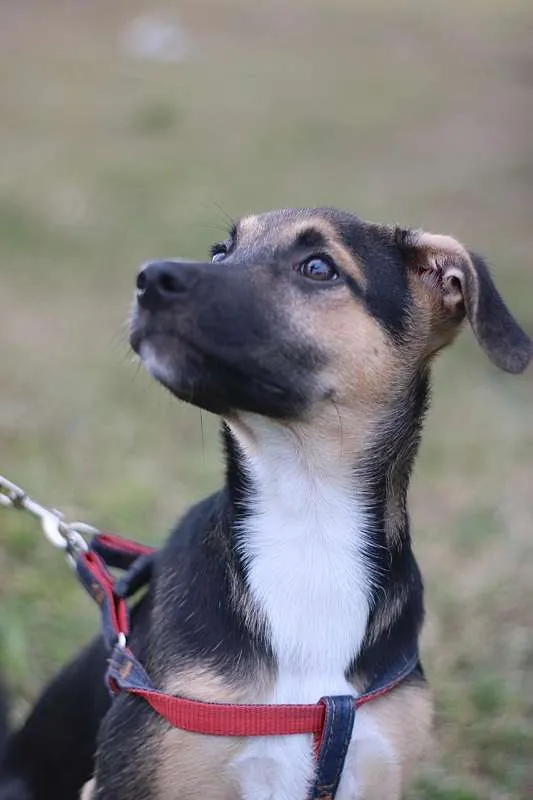 Cachorro ra a SRD idade 2 a 6 meses nome Beko