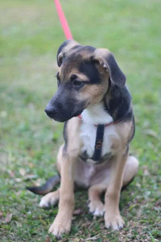 Cachorro ra a SRD idade 2 a 6 meses nome Beko