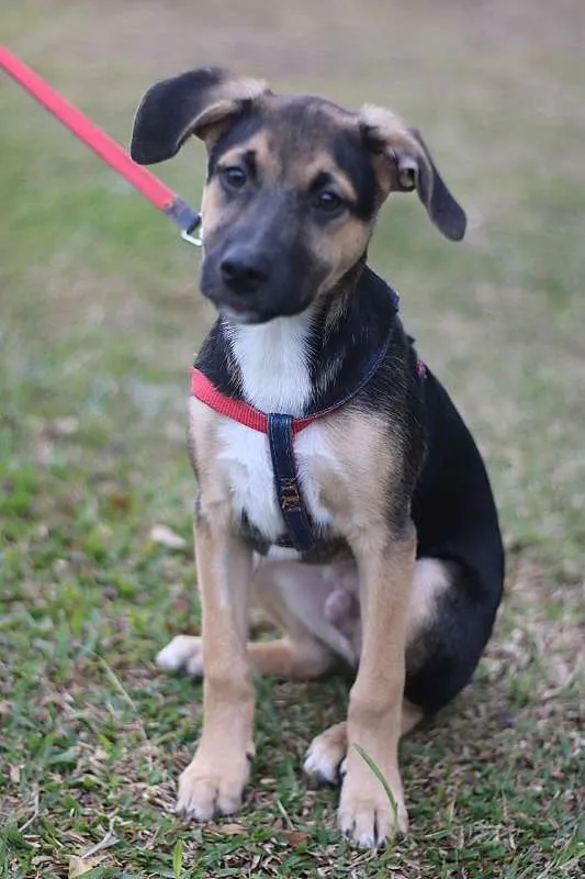 Cachorro ra a SRD idade 2 a 6 meses nome Beko