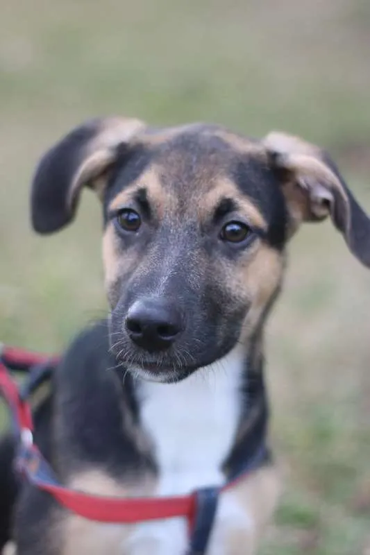 Cachorro ra a SRD idade 2 a 6 meses nome Beko