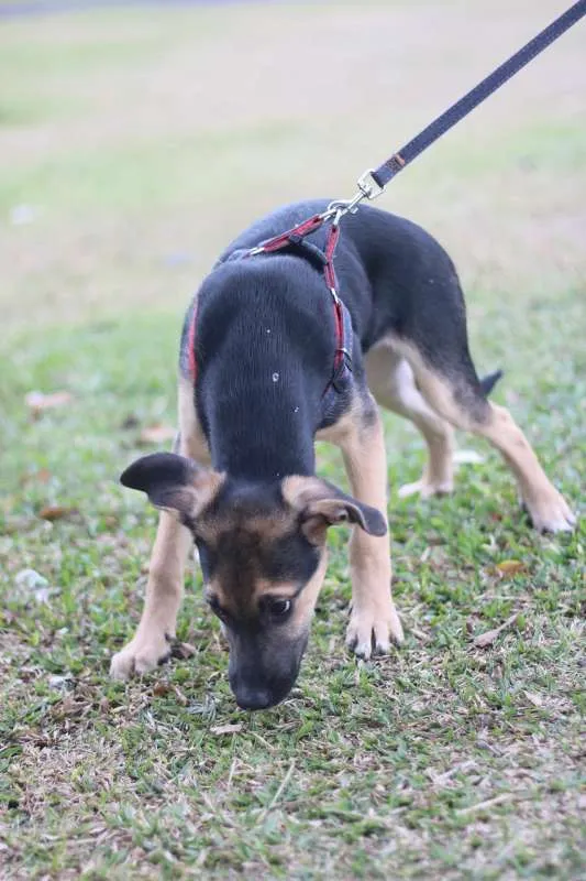 Cachorro ra a SRD idade 2 a 6 meses nome Beko