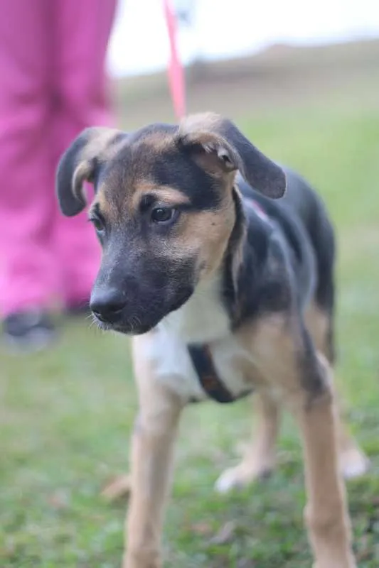 Cachorro ra a SRD idade 2 a 6 meses nome Beko