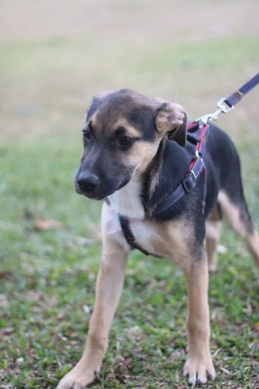 Cachorro ra a SRD idade 2 a 6 meses nome Beko