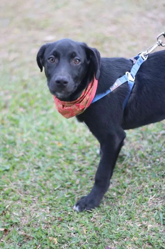 Cachorro ra a SRD idade 2 a 6 meses nome BORIS
