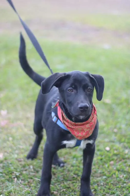 Cachorro ra a SRD idade 2 a 6 meses nome BORIS