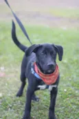 BORIS