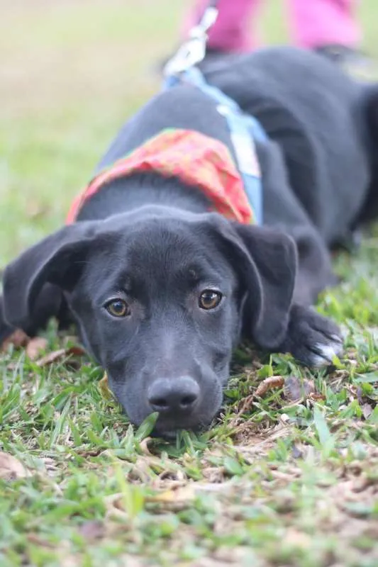 Cachorro ra a SRD idade 2 a 6 meses nome BORIS