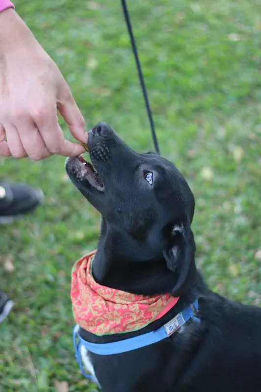 Cachorro ra a SRD idade 2 a 6 meses nome BORIS