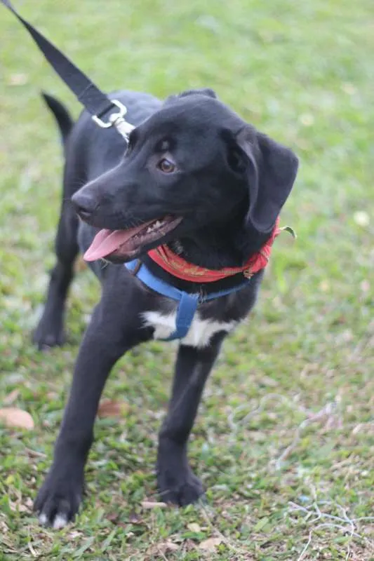 Cachorro ra a SRD idade 2 a 6 meses nome BORIS
