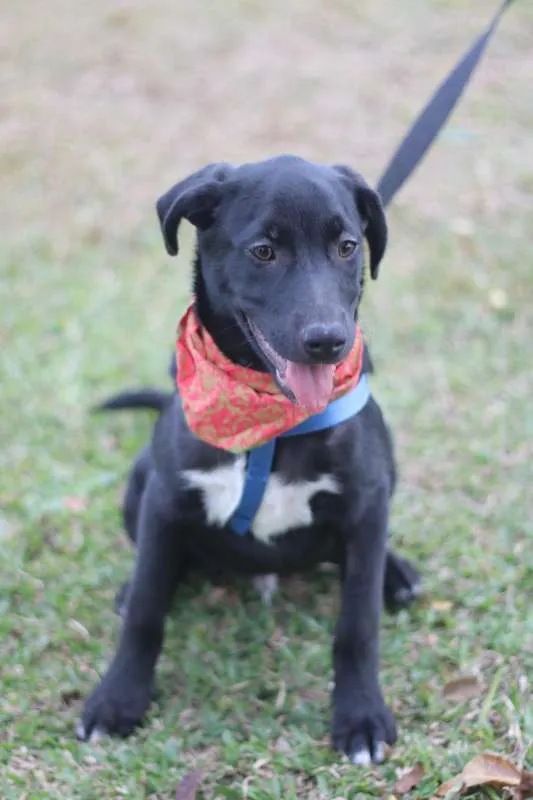 Cachorro ra a SRD idade 2 a 6 meses nome BORIS