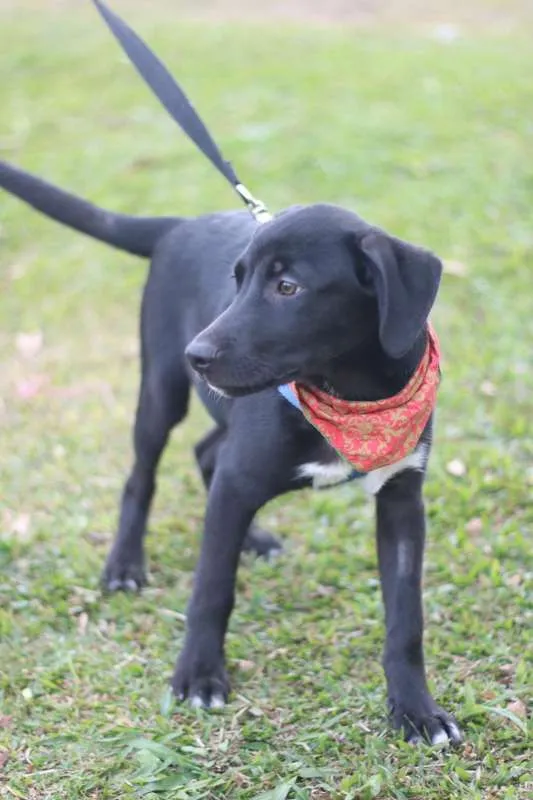 Cachorro ra a SRD idade 2 a 6 meses nome BORIS