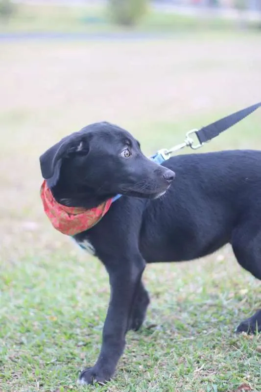 Cachorro ra a SRD idade 2 a 6 meses nome BORIS