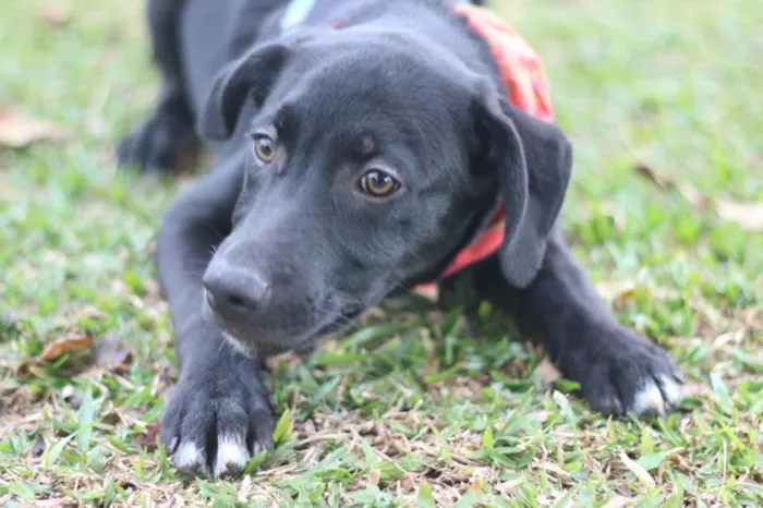 Cachorro ra a SRD idade 2 a 6 meses nome BORIS