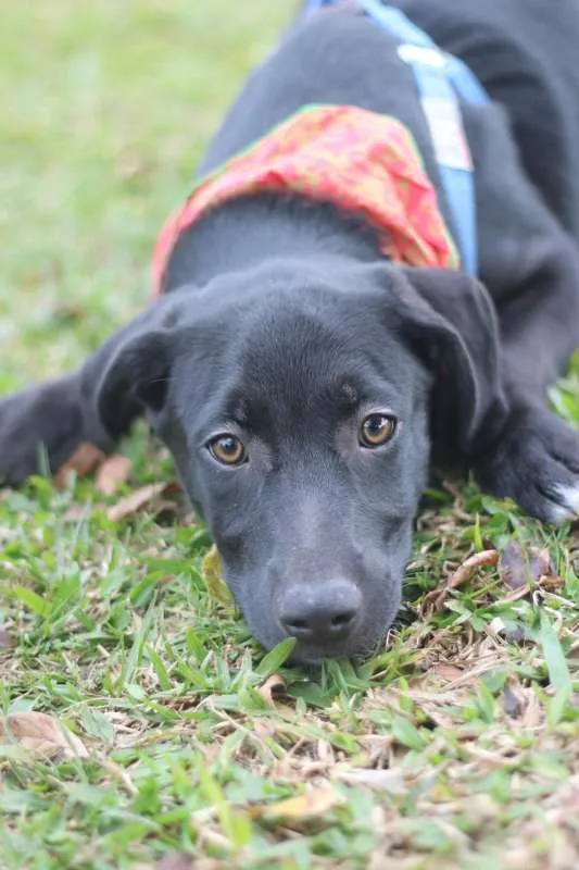 Cachorro ra a SRD idade 2 a 6 meses nome BORIS
