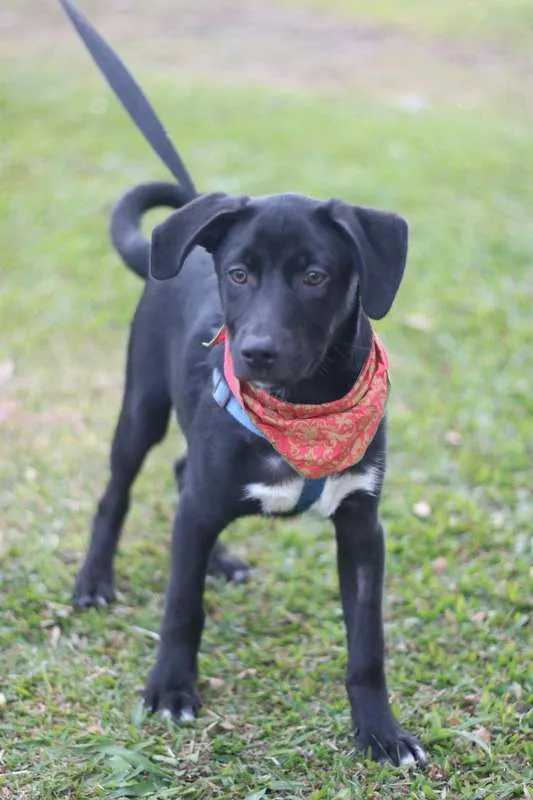 Cachorro ra a SRD idade 2 a 6 meses nome BORIS