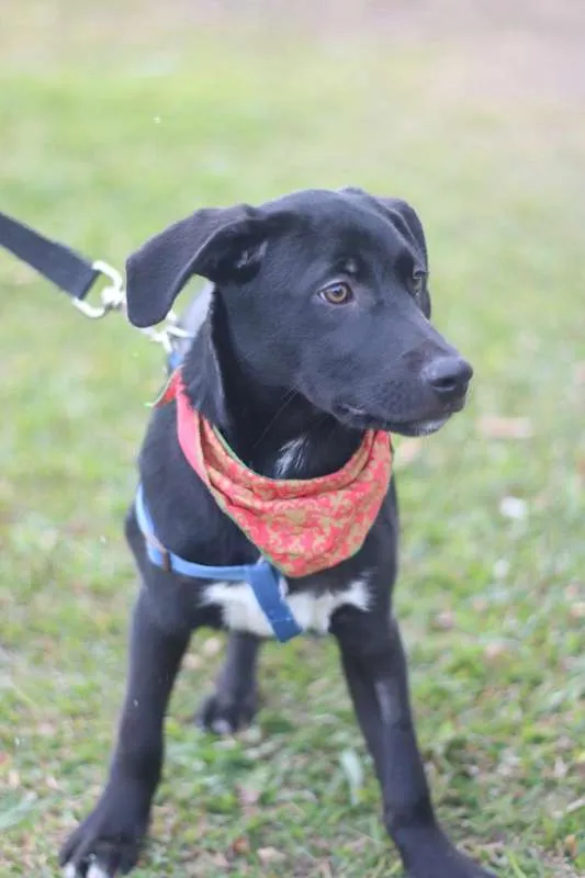 Cachorro ra a SRD idade 2 a 6 meses nome BORIS