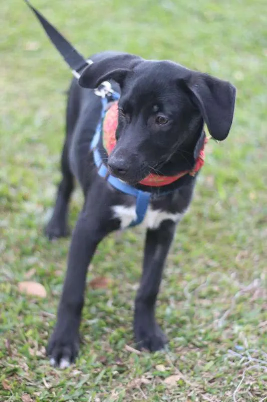 Cachorro ra a SRD idade 2 a 6 meses nome BORIS