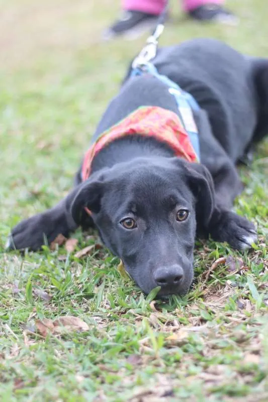 Cachorro ra a SRD idade 2 a 6 meses nome BORIS
