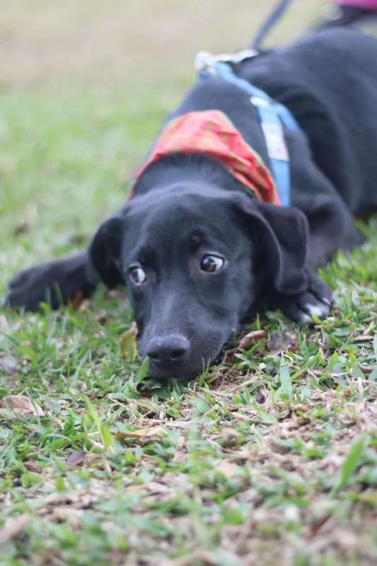 Cachorro ra a SRD idade 2 a 6 meses nome BORIS