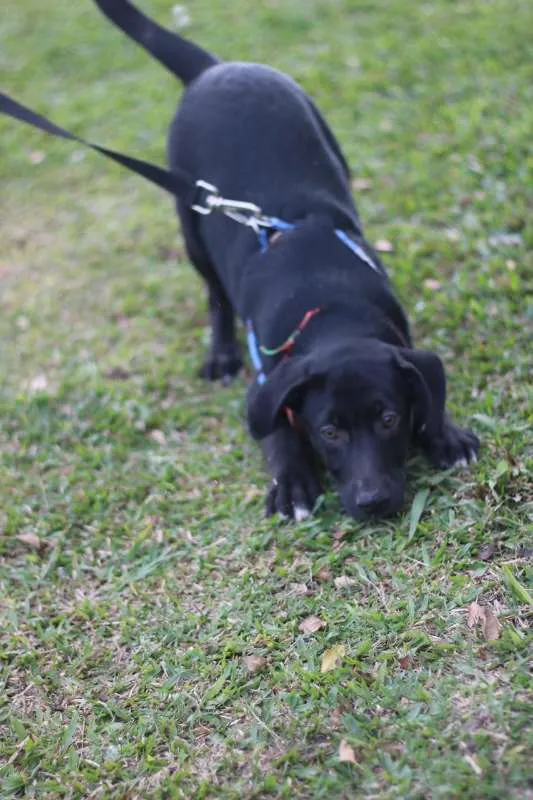 Cachorro ra a SRD idade 2 a 6 meses nome BORIS